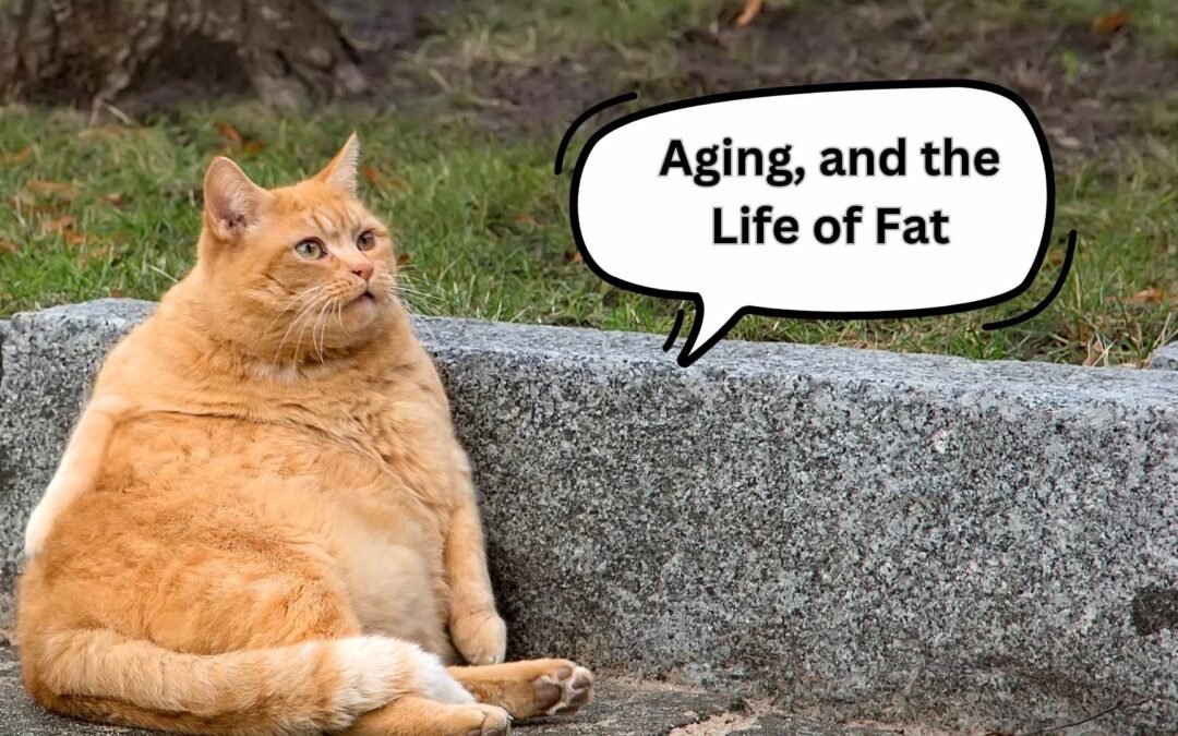 ไขความลับการเก็บไขมัน: วิธีลดไขมันหน้าท้องและดูแลสุขภาพอย่างยั่งยืน